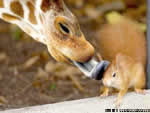 Bacio della giraffa