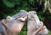 Bacio ippopotami