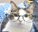 Gatto con gli occhiali