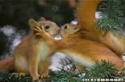 Divertenti scoiattoli