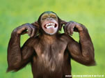 Immagini scimmia divertente